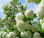 Viburnum Sterile - 4" Potted Rocketliners®