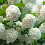 Viburnum Sterile - 4" Potted Rocketliners®