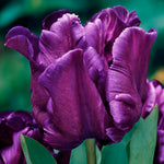 Tulip - Victoria's Secret