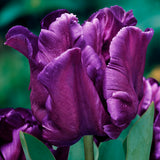 Tulip - Victoria's Secret