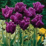 Tulip - Victoria's Secret