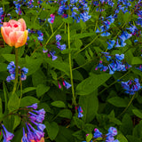 Virginia Bluebells - Woodland Plant
