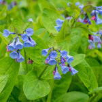 Virginia Bluebells - Woodland Plant