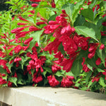 Bloomin' Easy® - Weigela Maroon Swoon® - 4" Potted Rocketliners®