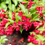 Bloomin' Easy® - Weigela Maroon Swoon® - 4" Potted Rocketliners®