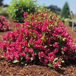 Bloomin' Easy® - Weigela Strobe™ - 4" Potted Rocketliners®