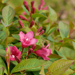 Bloomin' Easy® - Weigela Strobe™ - 4" Potted Rocketliners®