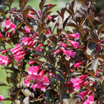Bloomin' Easy® - Weigela Stunner™ - 4" Potted Rocketliners®