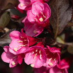 Bloomin' Easy® - Weigela Stunner™ - 4" Potted Rocketliners®