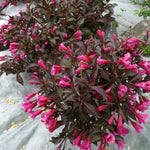Bloomin' Easy® - Weigela Stunner™ - 4" Potted Rocketliners®