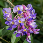 Wisteria - Blue Moon - 4" Potted Rocketliners®
