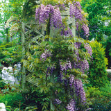 Wisteria - Blue Moon - 4" Potted Rocketliners®