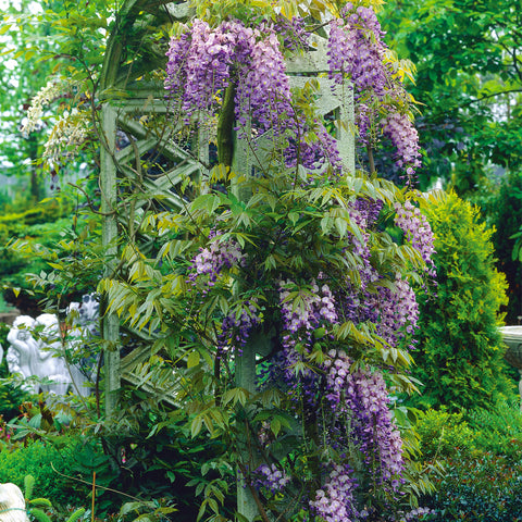 Amethyst Falls Wisteria Vine for Sale  Purple Flowering Wisteria – Plants  by Mail