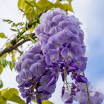 Wisteria - Purple