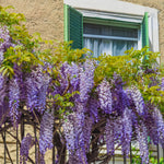 Wisteria - Purple
