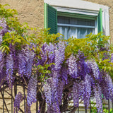 Wisteria - Purple