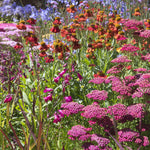 Achillea - Fragrant Terra Cotta Blend - For A Pollinator Friendly Garden