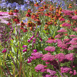 Achillea - Fragrant Terra Cotta Blend - For A Pollinator Friendly Garden