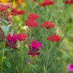 Achillea - Yarrow Mix