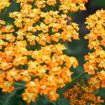 Achillea - Fragrant Terra Cotta Blend - For A Pollinator Friendly Garden