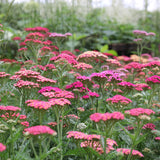 Achillea - Fragrant Terra Cotta Blend - For A Pollinator Friendly Garden