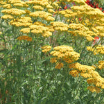 Achillea - Fragrant Terra Cotta Blend - For A Pollinator Friendly Garden