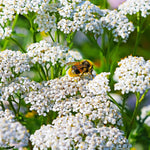 Achillea - Yarrow Mix