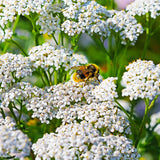 Achillea - Yarrow Mix