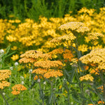 Achillea - Fragrant Terra Cotta Blend - For A Pollinator Friendly Garden