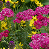 Achillea - Fragrant Terra Cotta Blend - For A Pollinator Friendly Garden