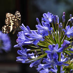 Agapanthus - Blue