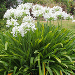 Agapanthus - White