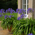 Agapanthus - Blue