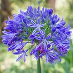 Agapanthus - Blue