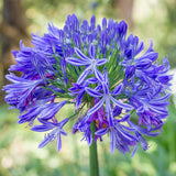 Agapanthus - Blue