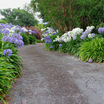 Agapanthus - White