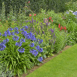 Agapanthus - Blue