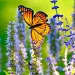 Agastache - Blue Fortune