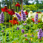 Agastache - Blue Fortune