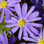 Daffodil & Anemone blanda - Welcome Container Garden