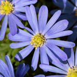 Dwarf Iris, Hyacinth, Muscari, Tulip & Anemone - Blue Spring Flowering Garden - Bulb Collection