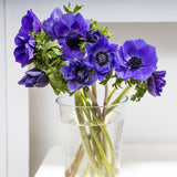 Anemone coronaria - Windflowers - Darkest Blue