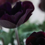 Anemone coronaria - Windflowers - Meron Bordeaux