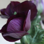 Anemone coronaria - Windflowers - Meron Bordeaux