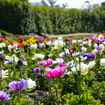 Anemone coronaria - Windflowers - Darkest Blue