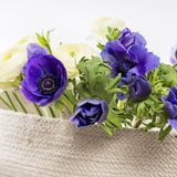 Anemone coronaria - Windflowers - Darkest Blue