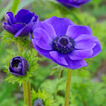 Anemone coronaria - Windflowers - Darkest Blue