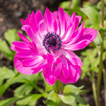 Anemone coronaria - Windflowers - St. Brigid Mix