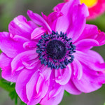 Anemone coronaria - Windflowers - St. Brigid Mix