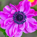 Anemone coronaria - Windflowers - St. Brigid Mix
